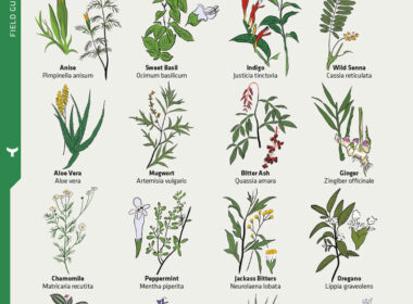 Costa Rica Herbs Chart Infographic | Costa Pacifica LIVING