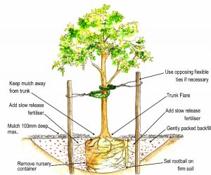 How to Plant a Tree Costa Rica | Costa Pacifica LIVING