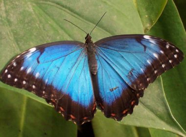 Morpho butterfly Costa Rica | Costa Pacifica Living