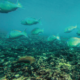 Underwater ocean